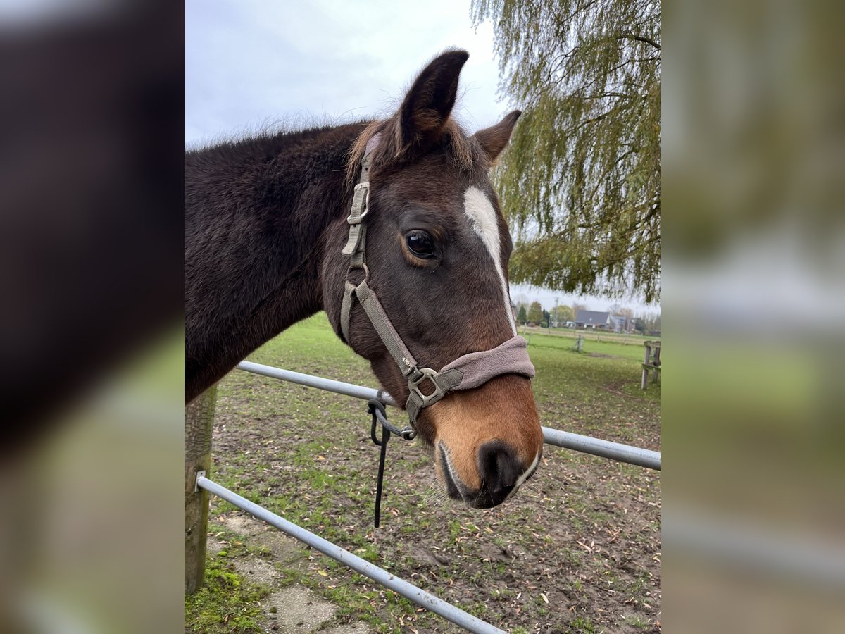 KWPN Giumenta 20 Anni 162 cm Baio scuro in Kranenburg