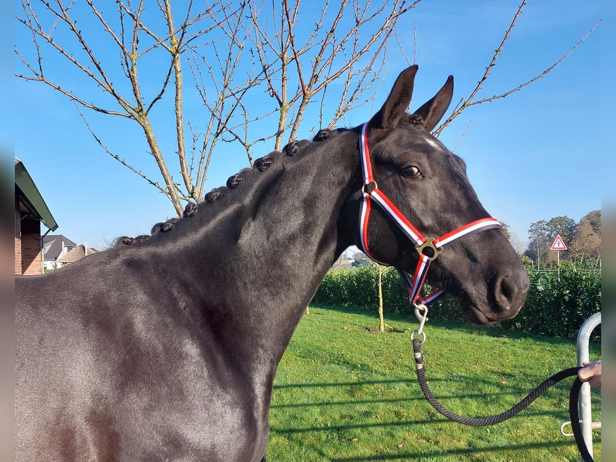 KWPN Giumenta 2 Anni 160 cm Morello in Hengelo (Gld)