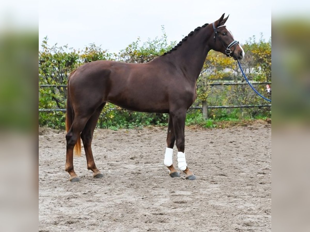 KWPN Giumenta 2 Anni 171 cm Sauro scuro in Prinsenbeek