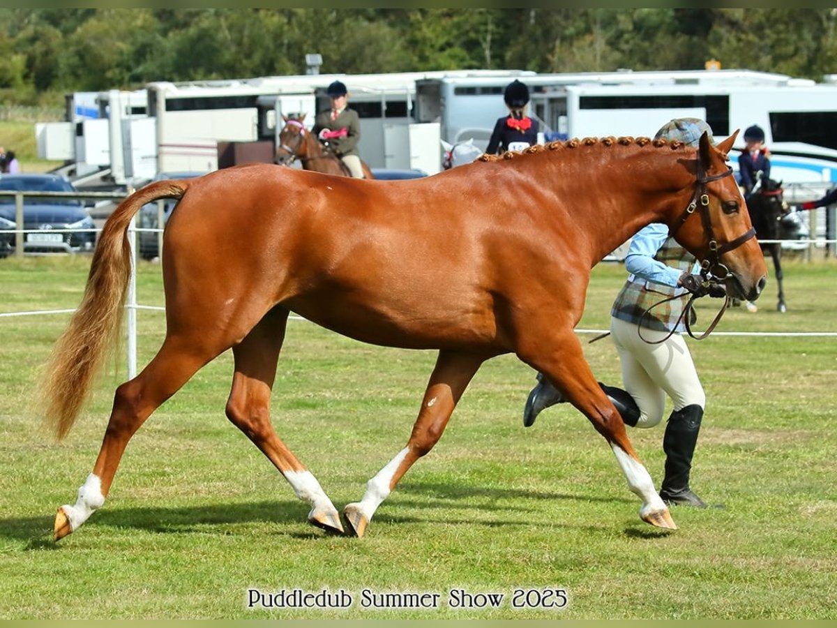 KWPN Mix Giumenta 3 Anni 142 cm Sauro scuro in Stirling