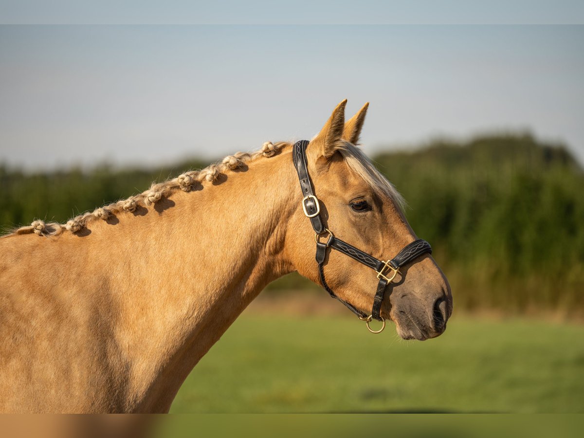 KWPN Giumenta 3 Anni 154 cm Palomino in Venlo