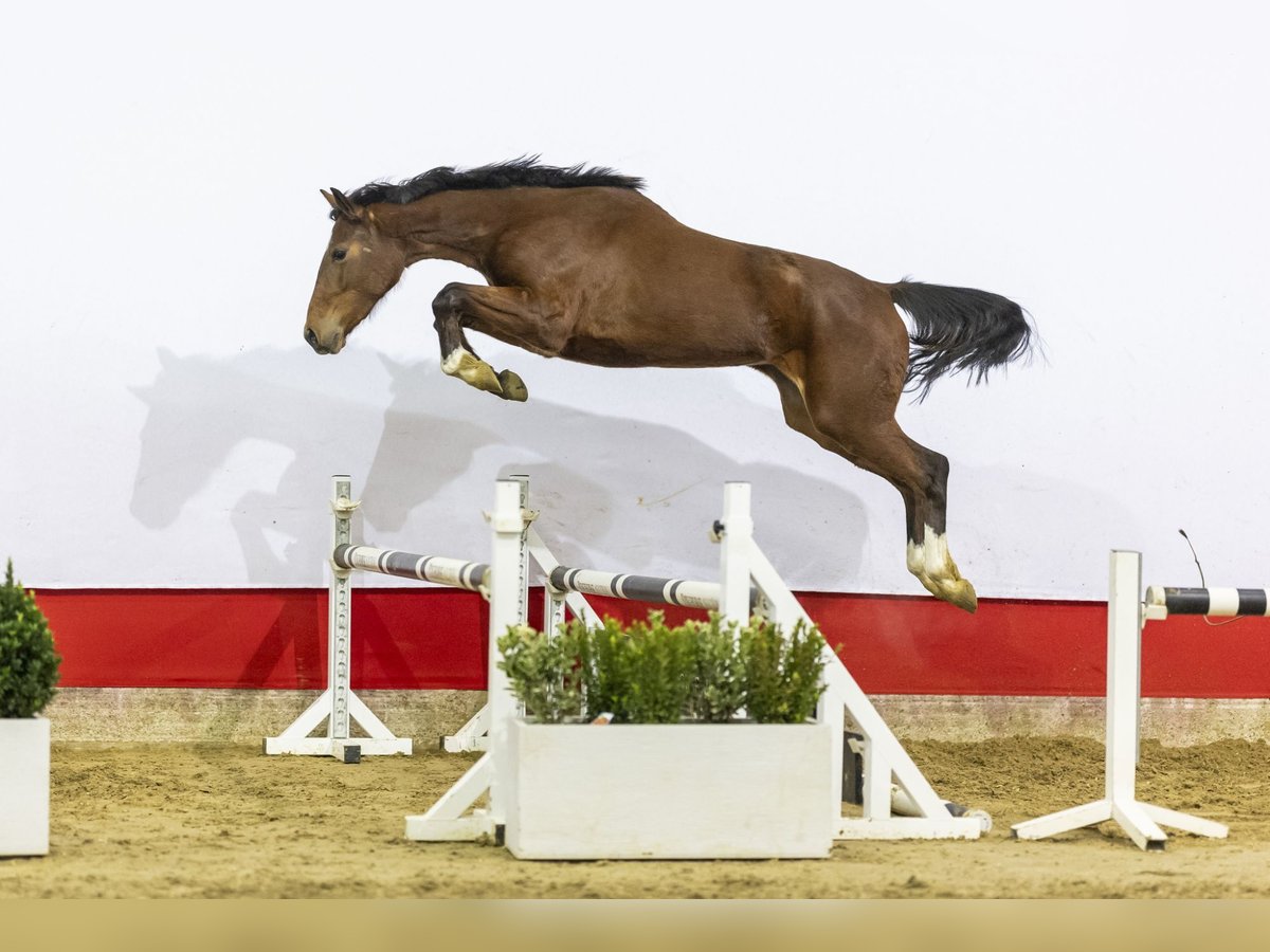 KWPN Giumenta 3 Anni 157 cm Baio in Waddinxveen