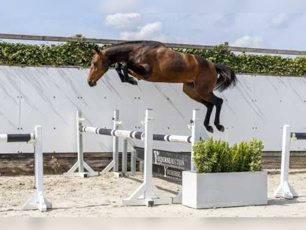 KWPN Giumenta 3 Anni 158 cm Baio in Waddinxveen