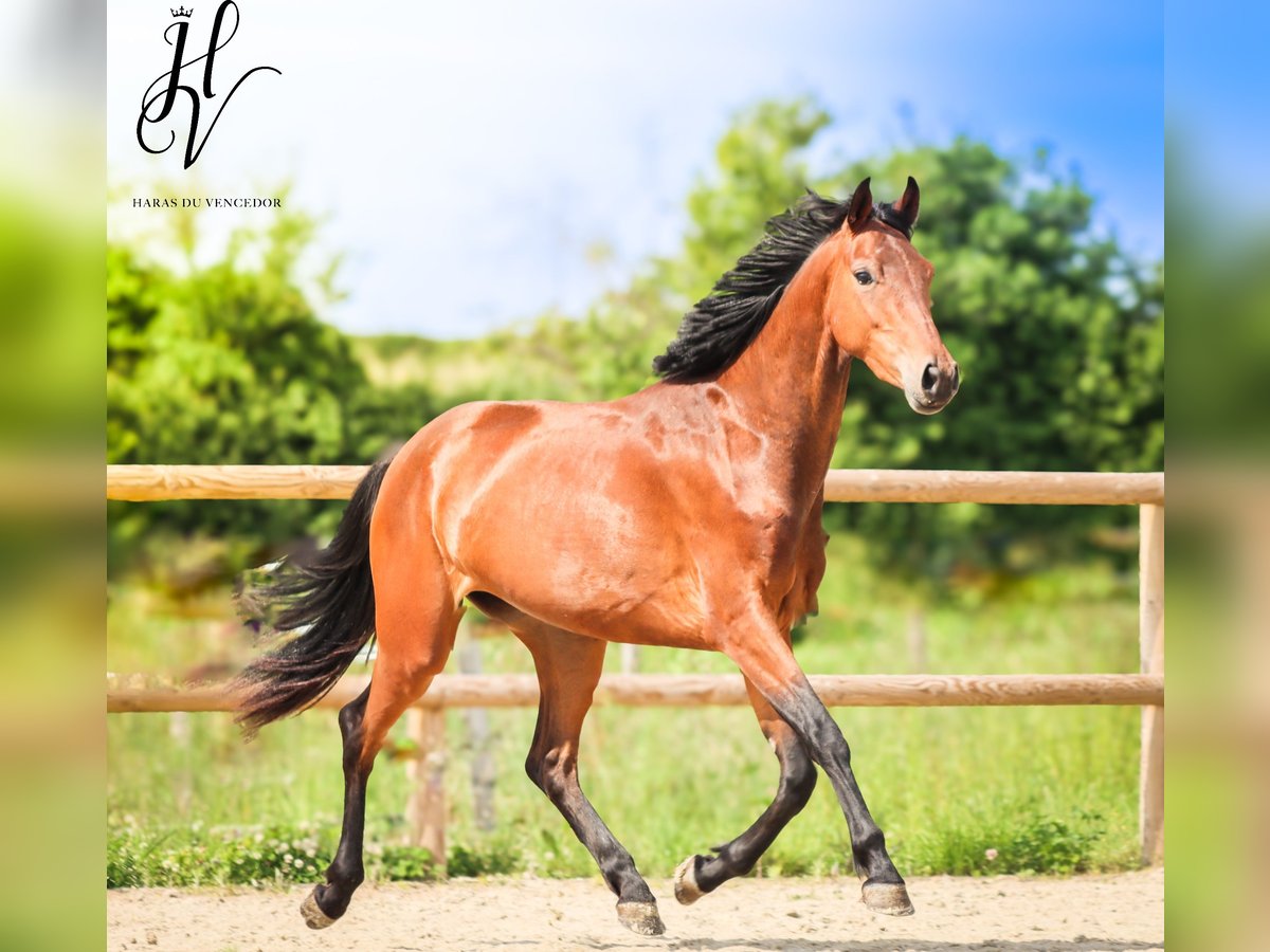 KWPN Giumenta 3 Anni 160 cm Baio in Grury