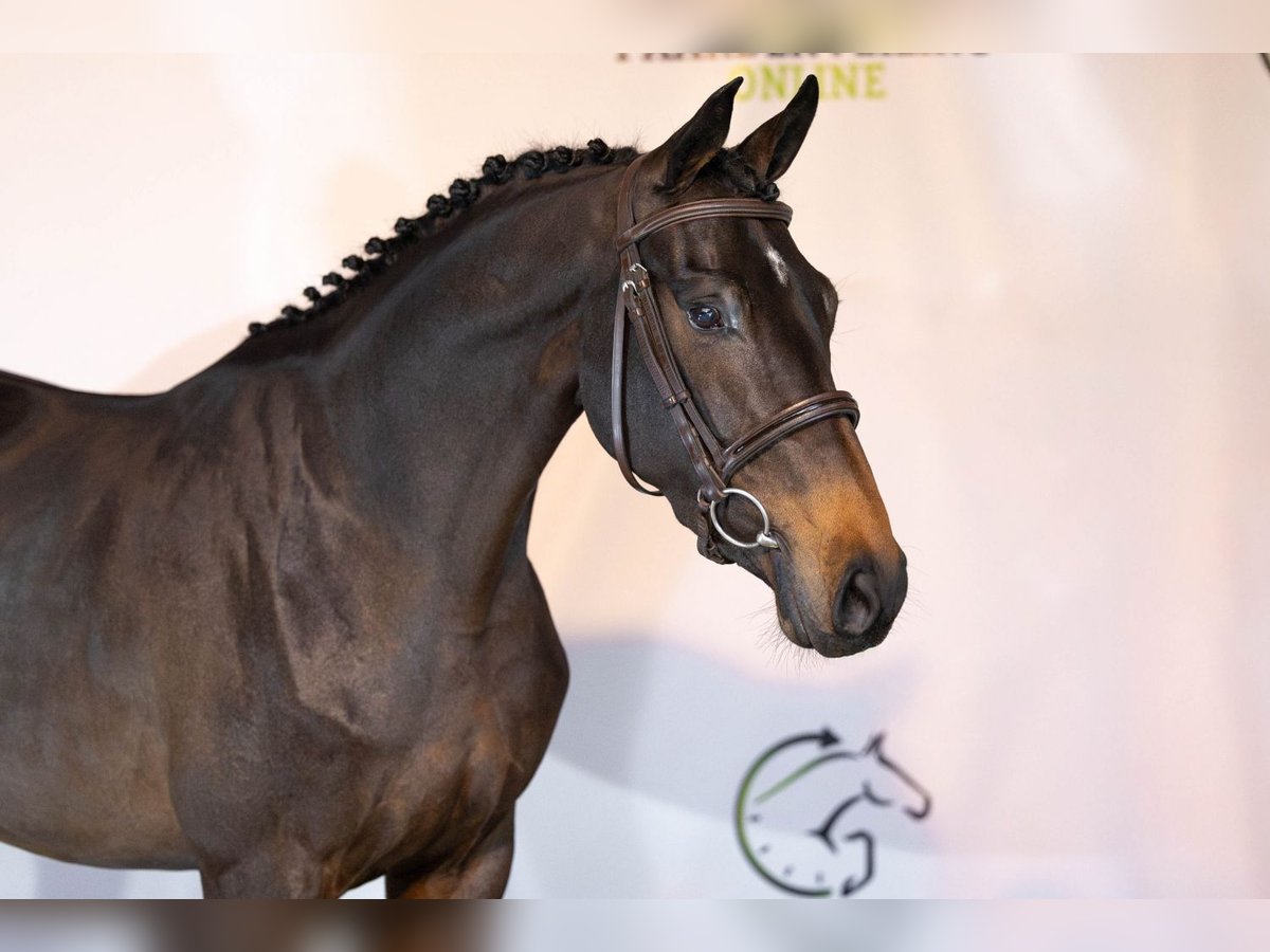 KWPN Giumenta 3 Anni 163 cm Baio scuro in Heerde