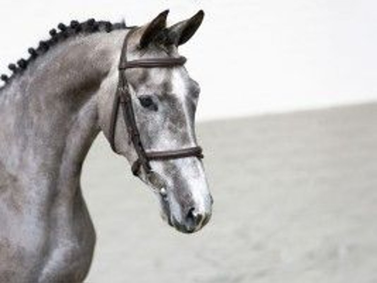 KWPN Giumenta 3 Anni 163 cm Grigio in Heerde