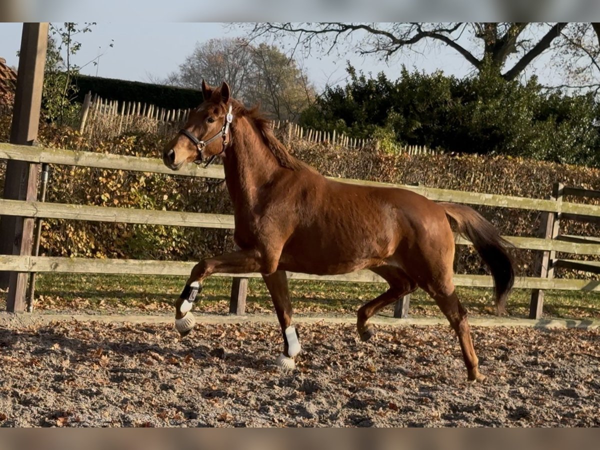 KWPN Giumenta 3 Anni 163 cm Sauro scuro in Moergestel