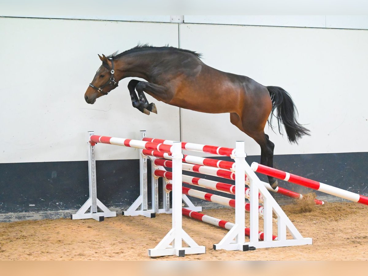 KWPN Giumenta 3 Anni 164 cm Baio scuro in Einbeck