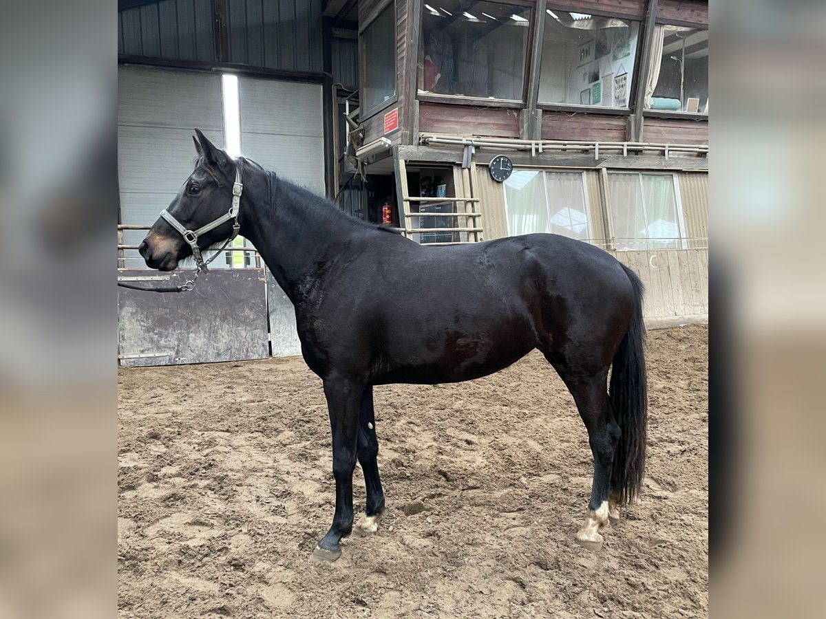 KWPN Giumenta 3 Anni 165 cm Baio nero in Sint-Oedenrode