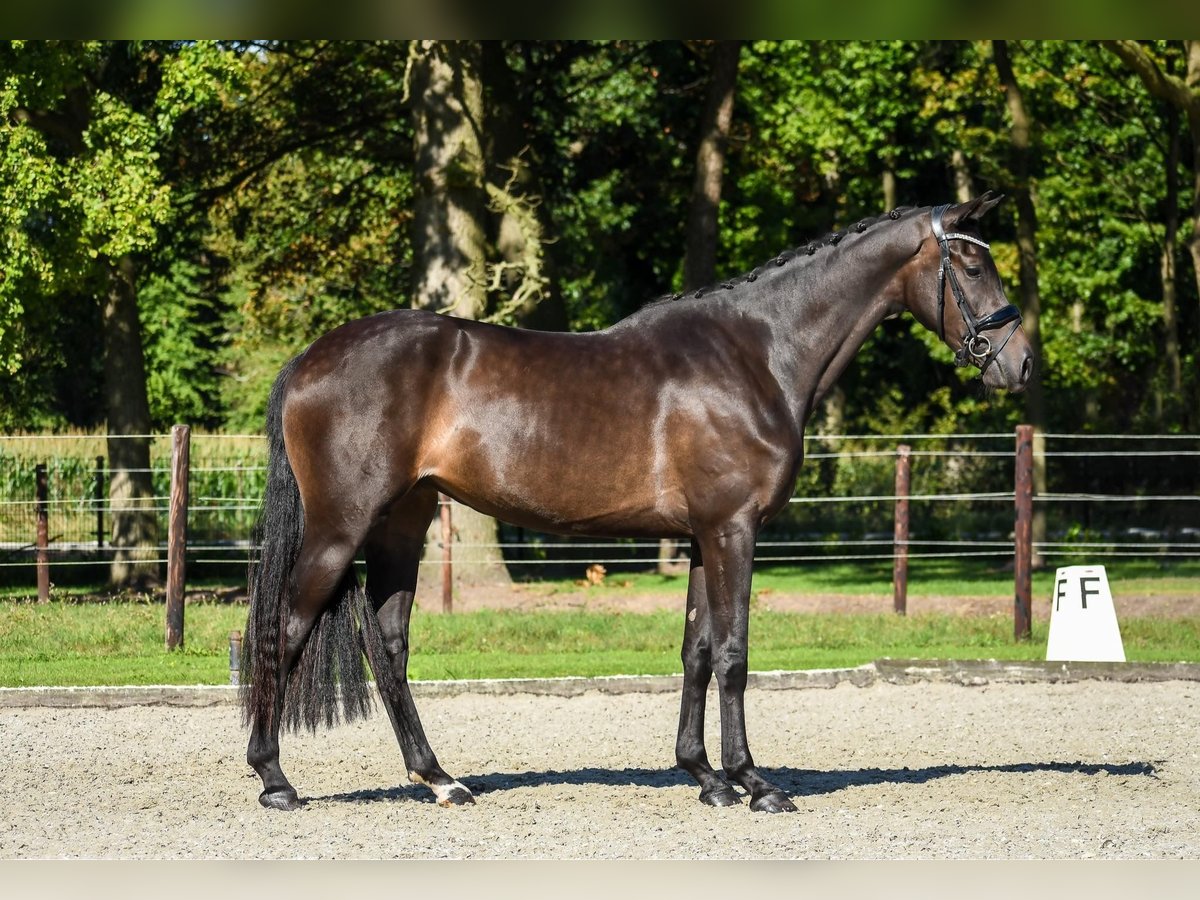 KWPN Giumenta 3 Anni 165 cm Baio scuro in Loon op Zand