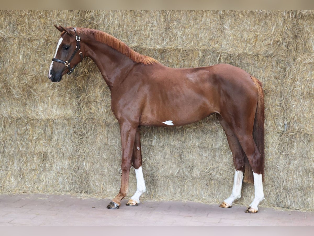 KWPN Giumenta 3 Anni 166 cm Sauro scuro in Moergestel