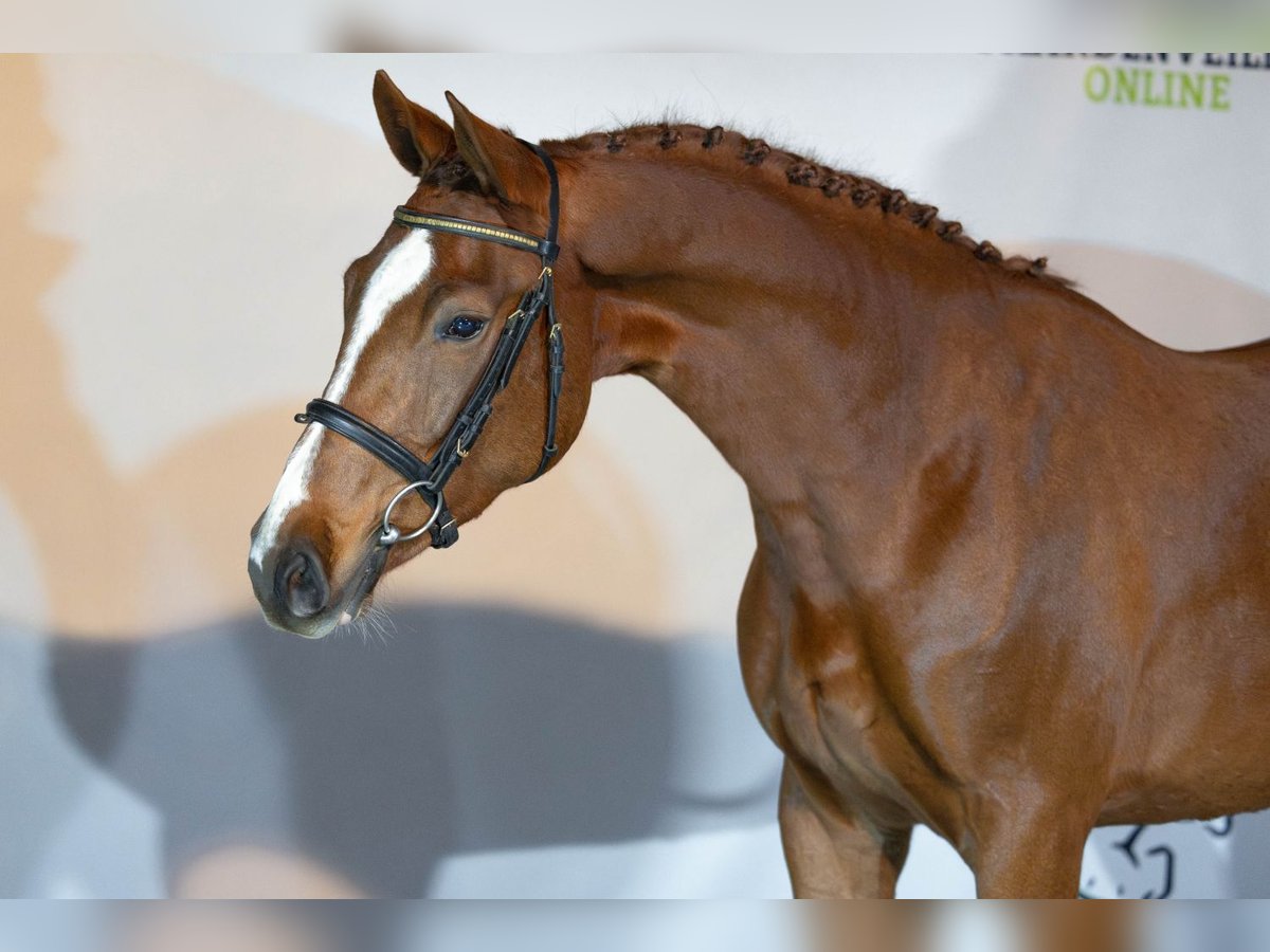 KWPN Giumenta 3 Anni 166 cm Sauro scuro in Heerde