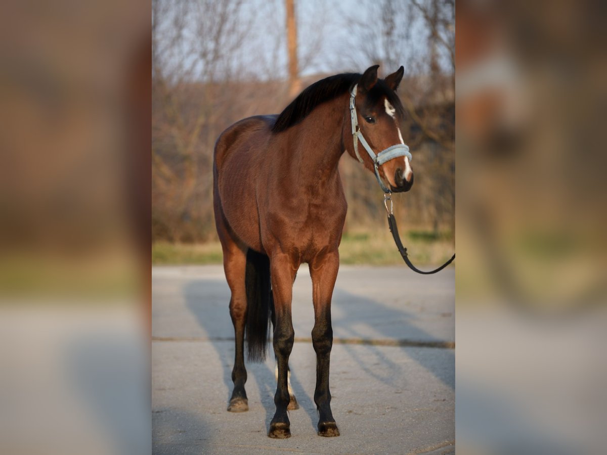 KWPN Giumenta 3 Anni 167 cm Baio in Békésszentandrás