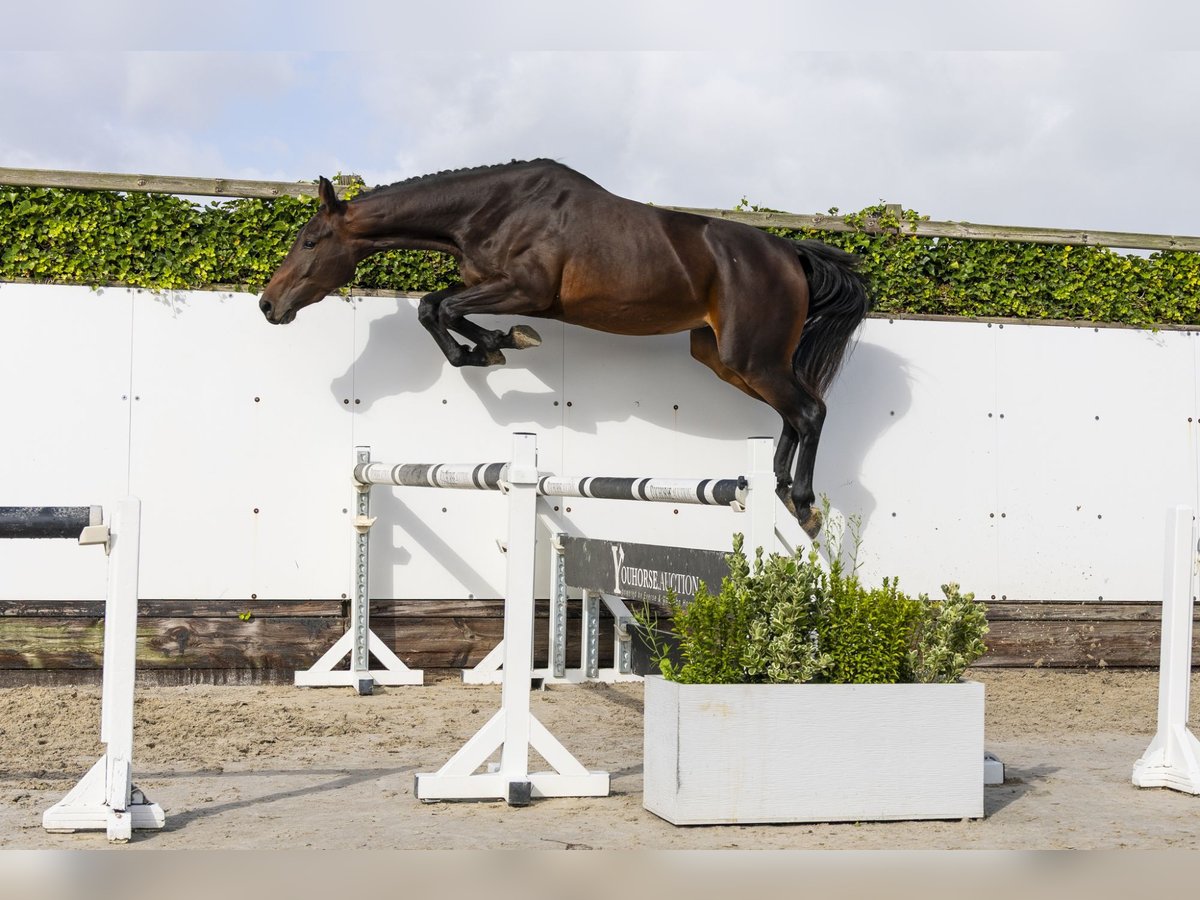 KWPN Giumenta 3 Anni 168 cm Baio scuro in Waddinxveen