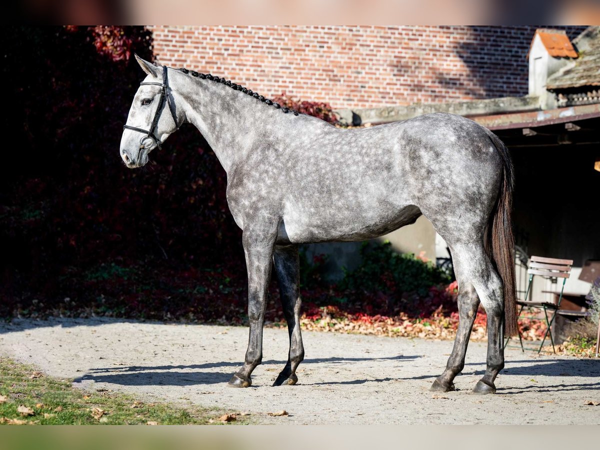 KWPN Giumenta 3 Anni 168 cm Grigio pezzato in Poznań