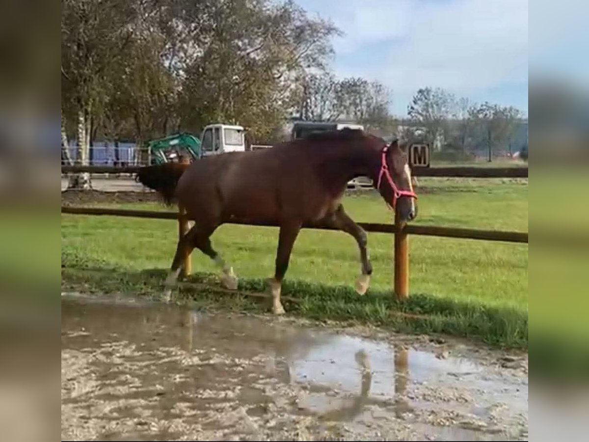 KWPN Giumenta 3 Anni 170 cm Sauro in Oirschot