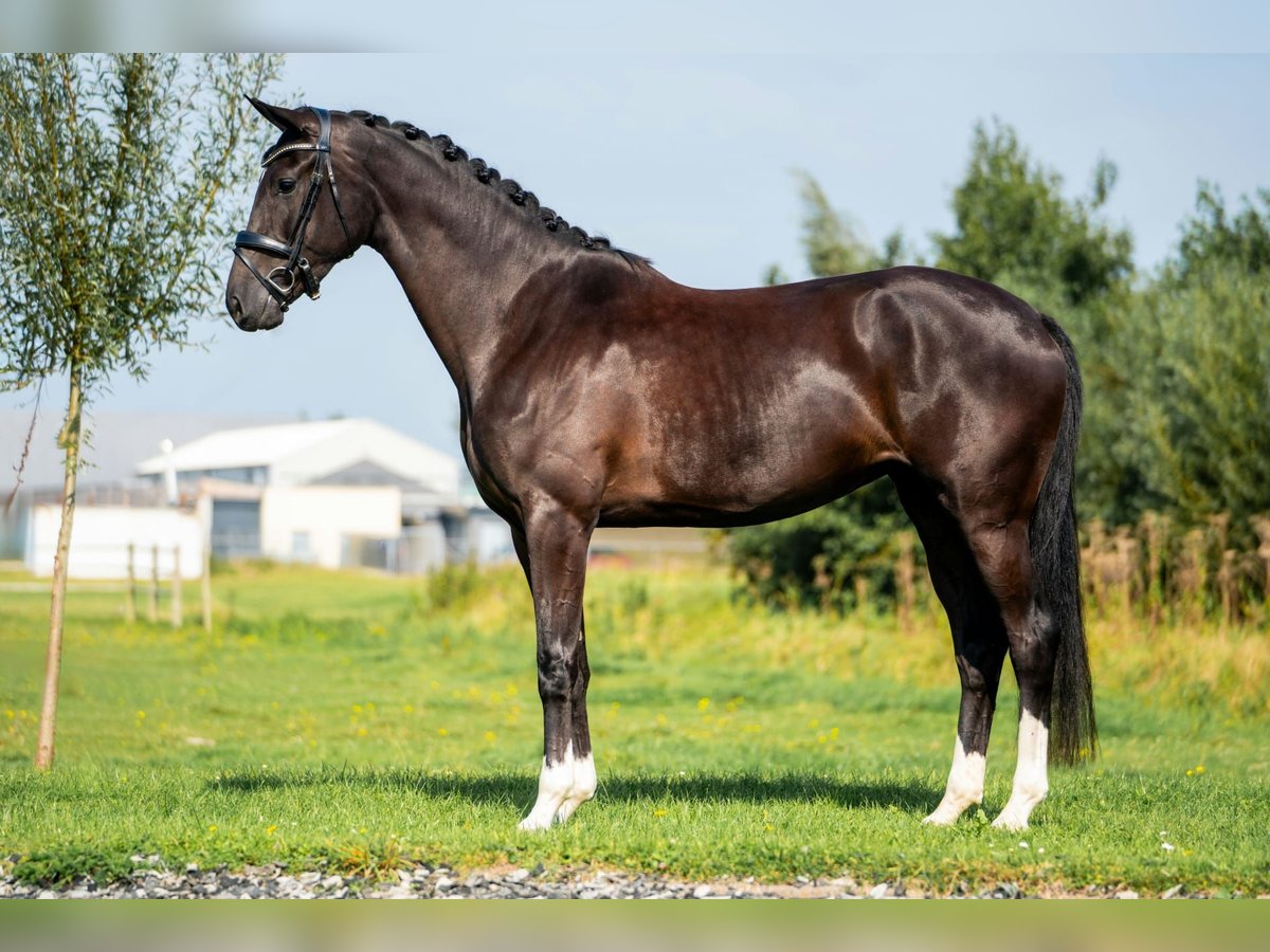 KWPN Giumenta 3 Anni 172 cm Morello in Rijnsburg