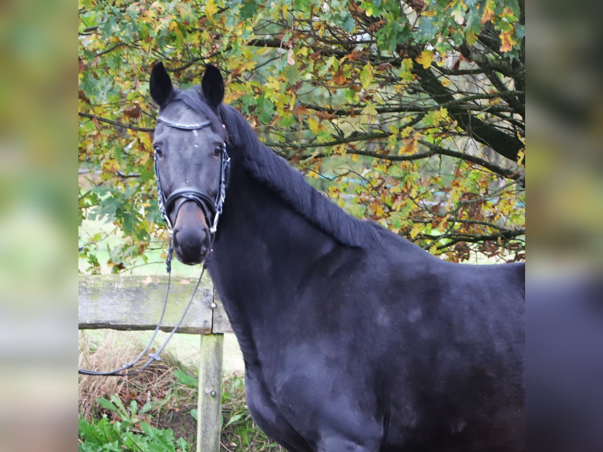 KWPN Giumenta 4 Anni 157 cm Morello in uelsen