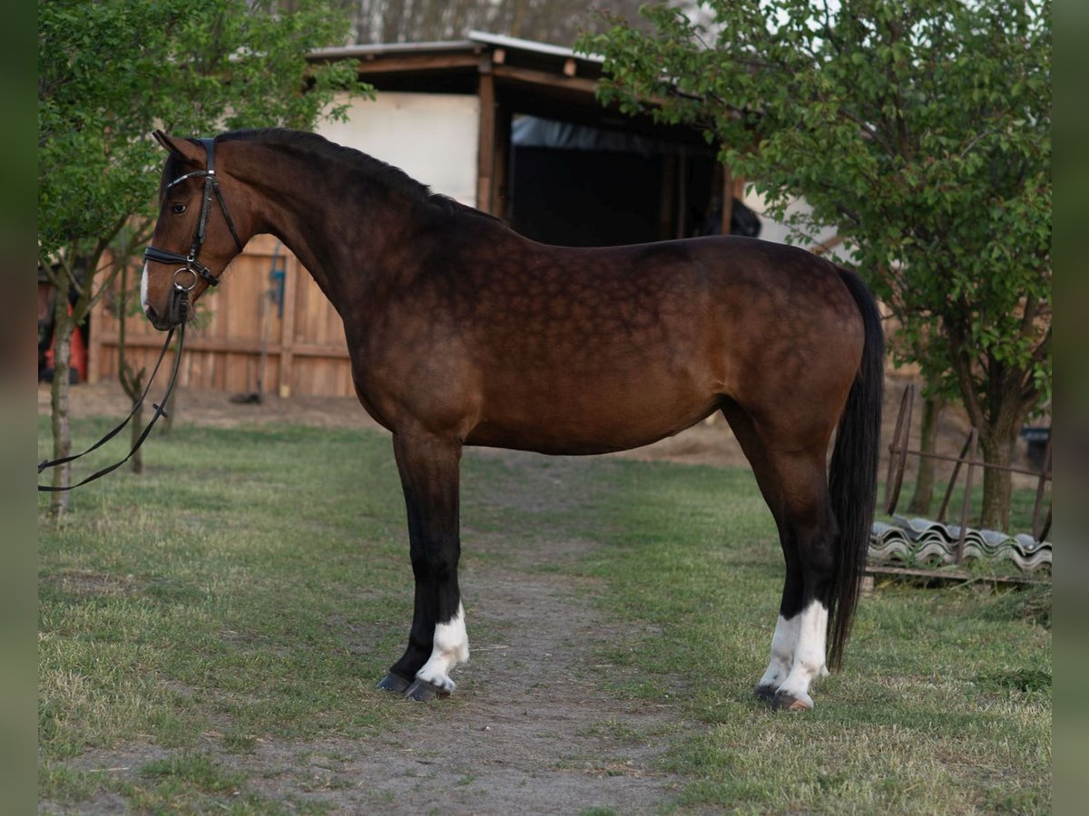 KWPN Giumenta 4 Anni 162 cm Baio in Szatymaz