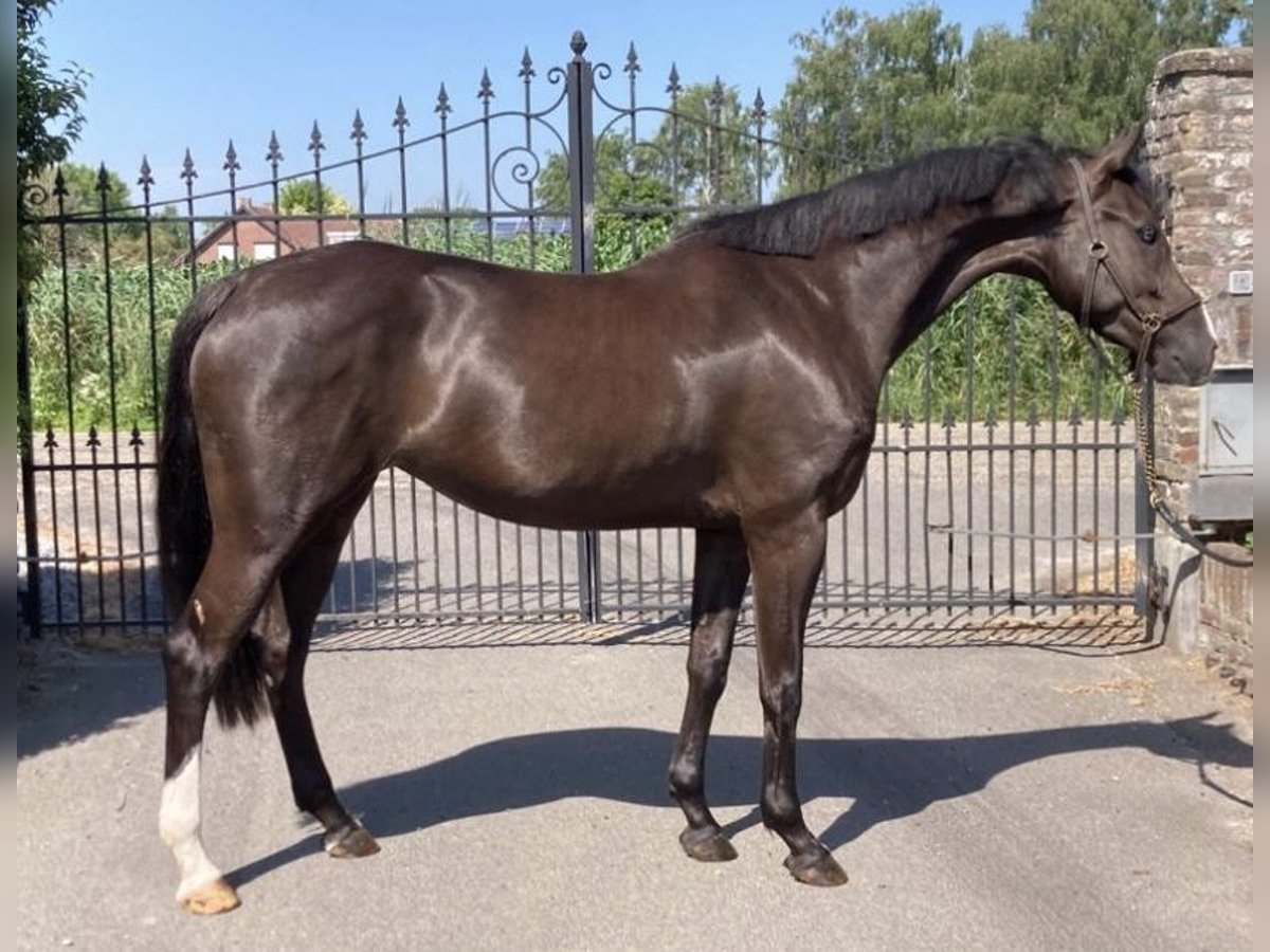 KWPN Giumenta 4 Anni 163 cm Morello in Ospel
