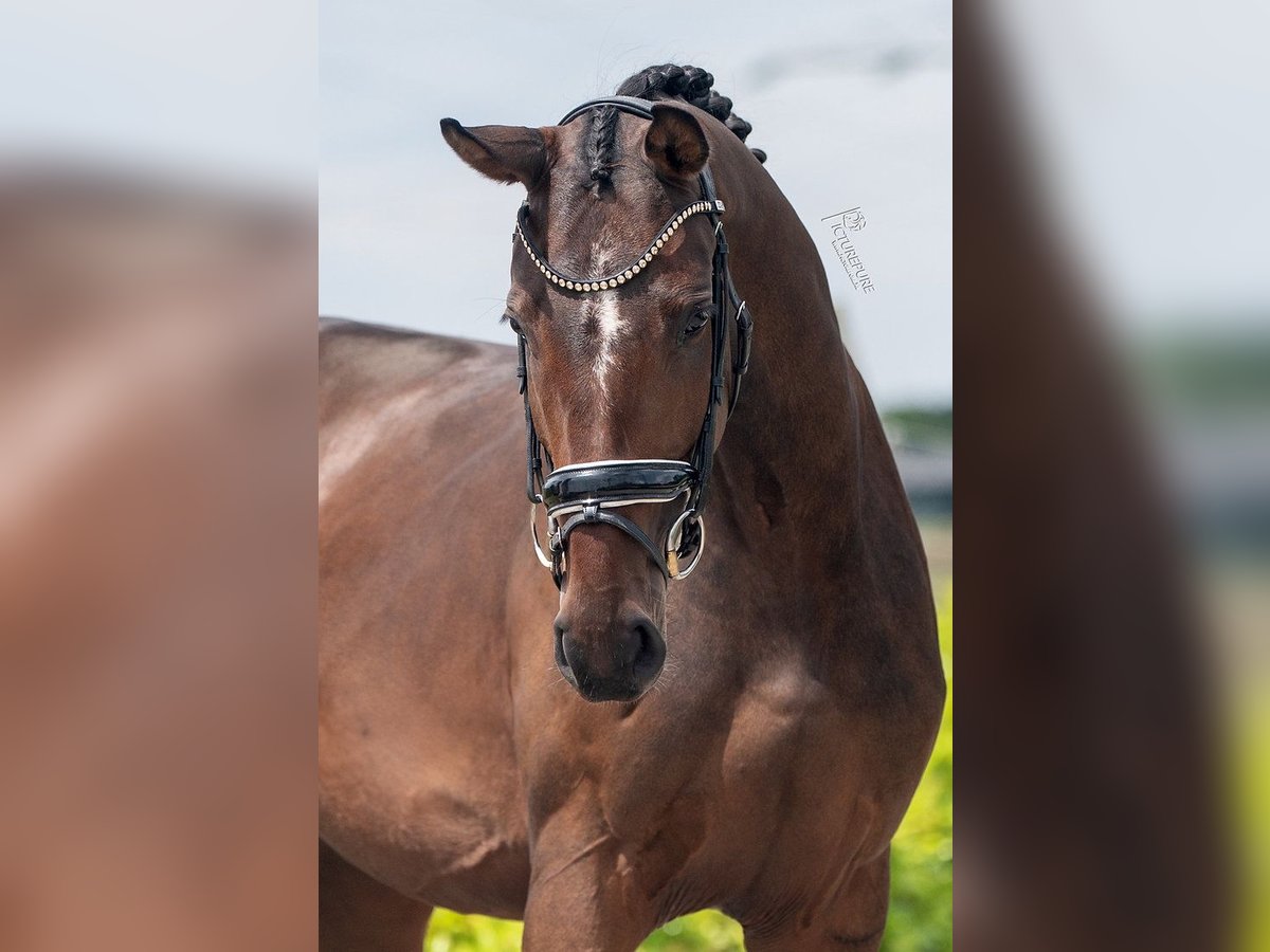 KWPN Giumenta 4 Anni 167 cm Baio in Weert