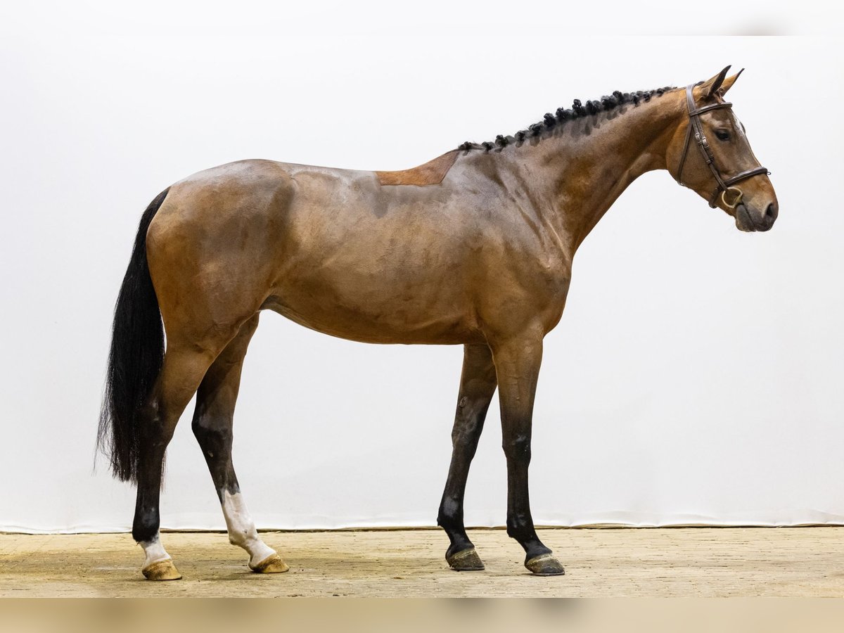 KWPN Giumenta 4 Anni 167 cm Baio scuro in Waddinxveen