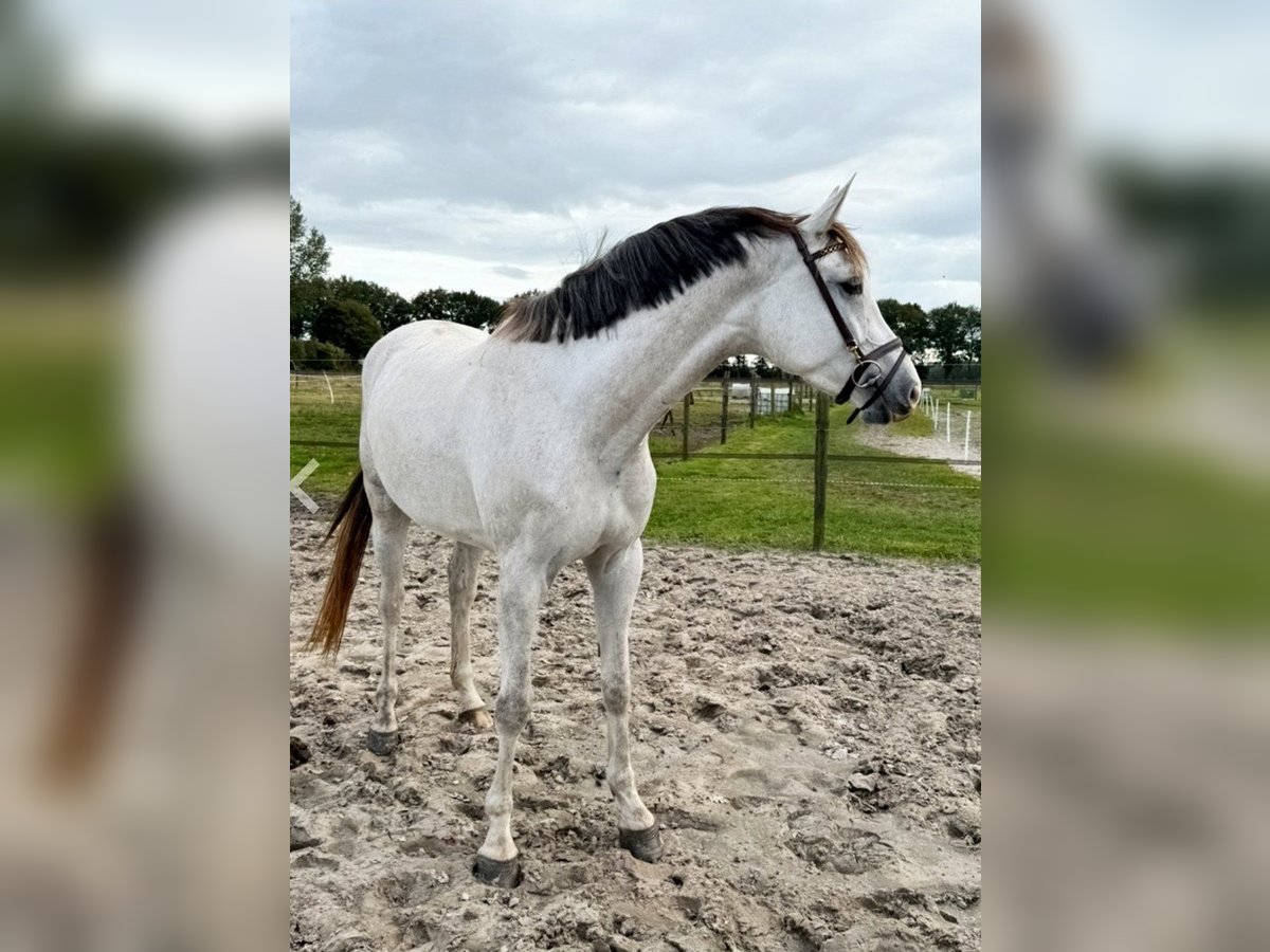 KWPN Giumenta 4 Anni 169 cm Bianco in Bèkèsszentandrás