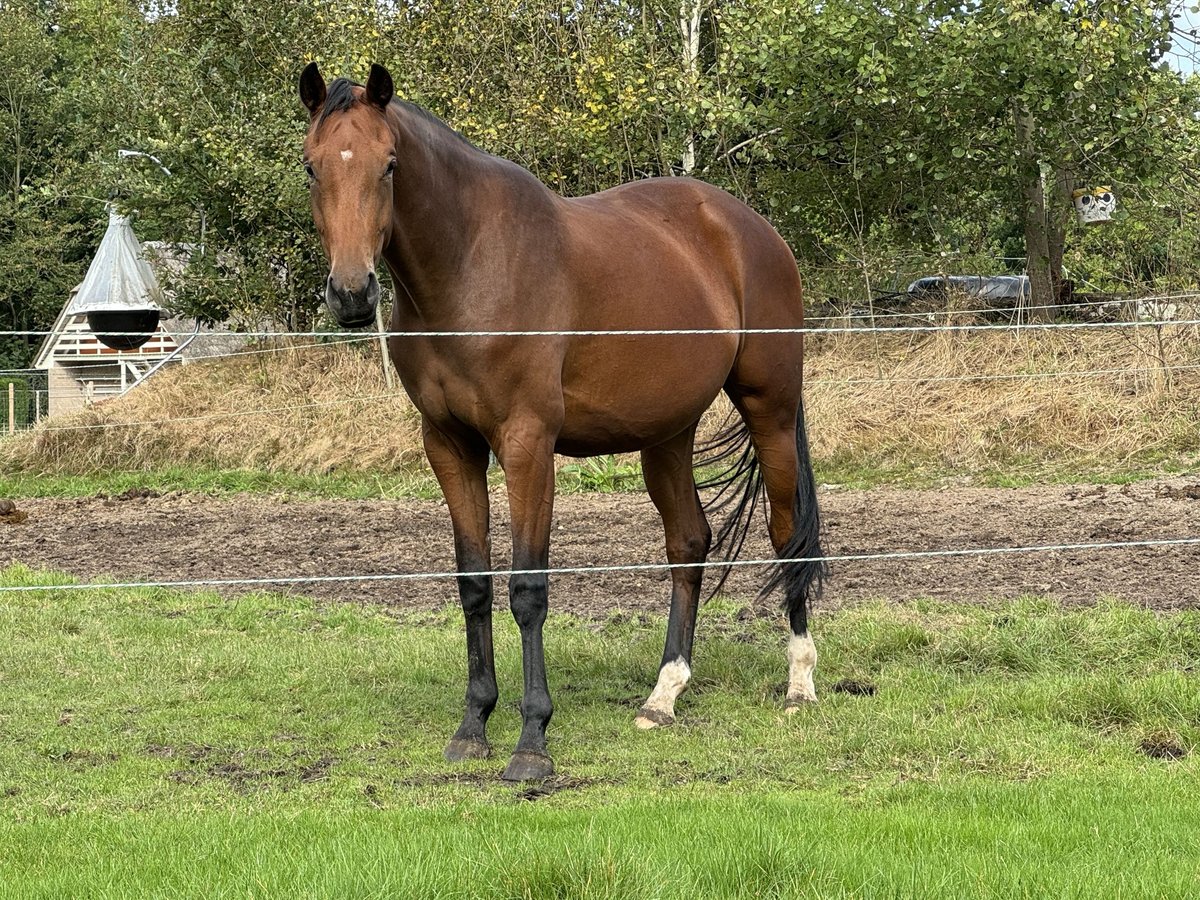 KWPN Giumenta 4 Anni 170 cm Baio in Veenklooster