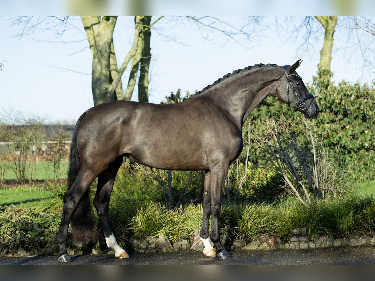 KWPN Giumenta 4 Anni 173 cm Morello in Boven-Leeuwen