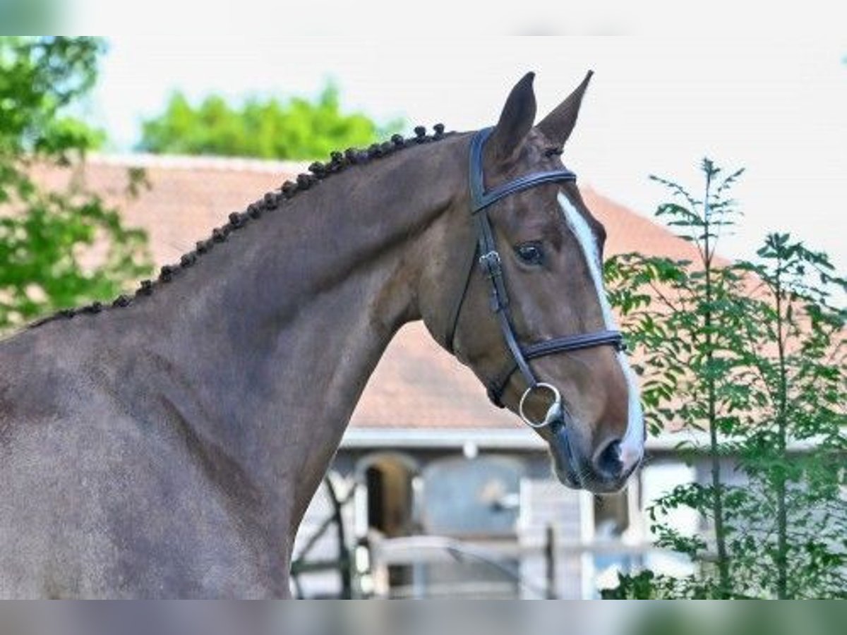 KWPN Giumenta 4 Anni in Heerde