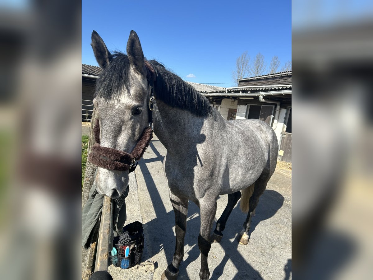 KWPN Giumenta 5 Anni 160 cm Grigio pezzato in Lille