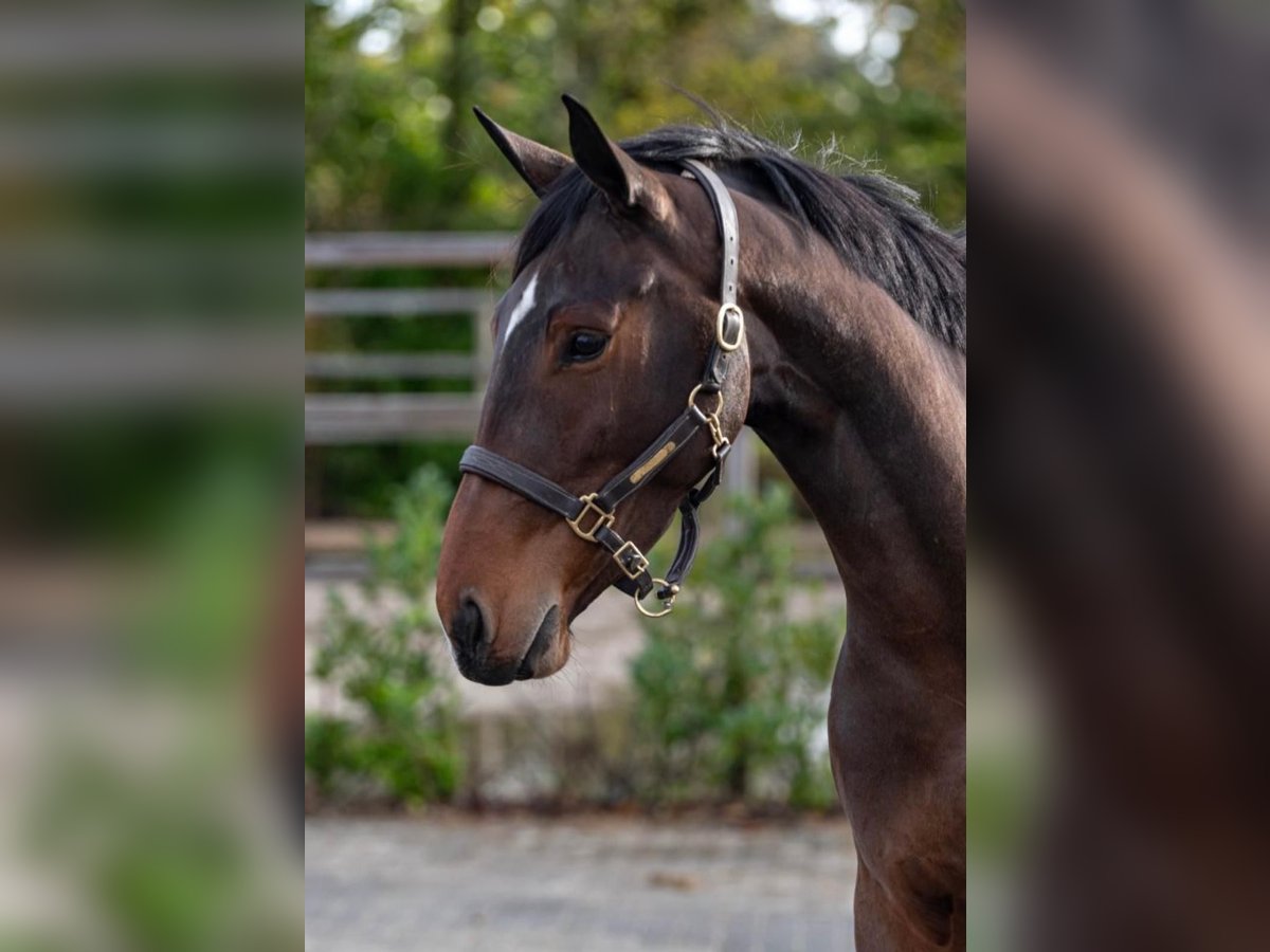 KWPN Giumenta 5 Anni 163 cm Baio scuro in Madrid