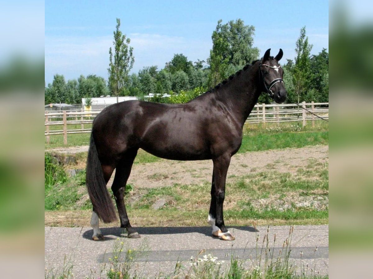 KWPN Giumenta 5 Anni 164 cm Morello in Rijnsburg