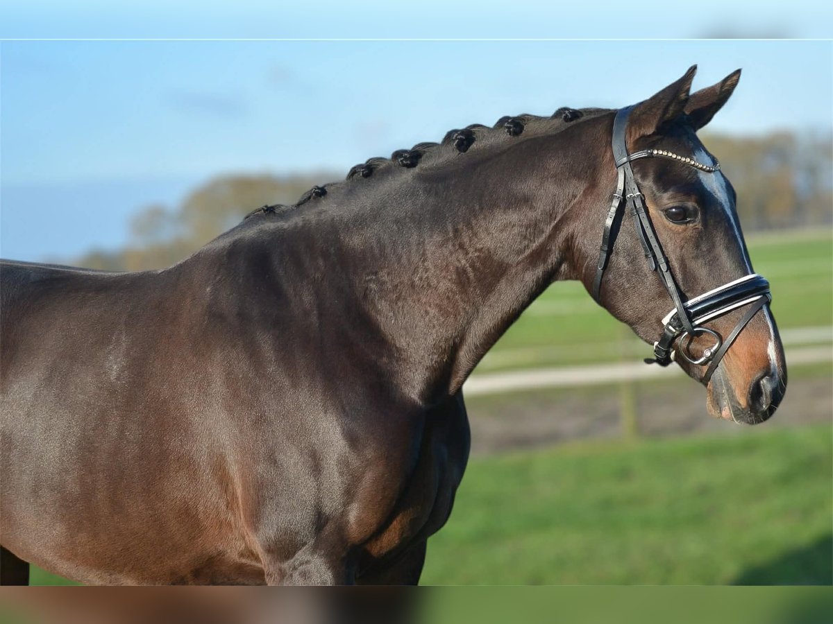 KWPN Giumenta 5 Anni 165 cm Baio scuro in GROTE-BROGEL