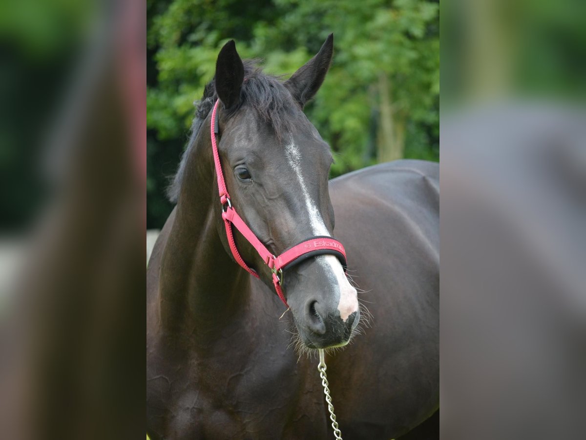 KWPN Giumenta 5 Anni 165 cm Morello in Noordwijk