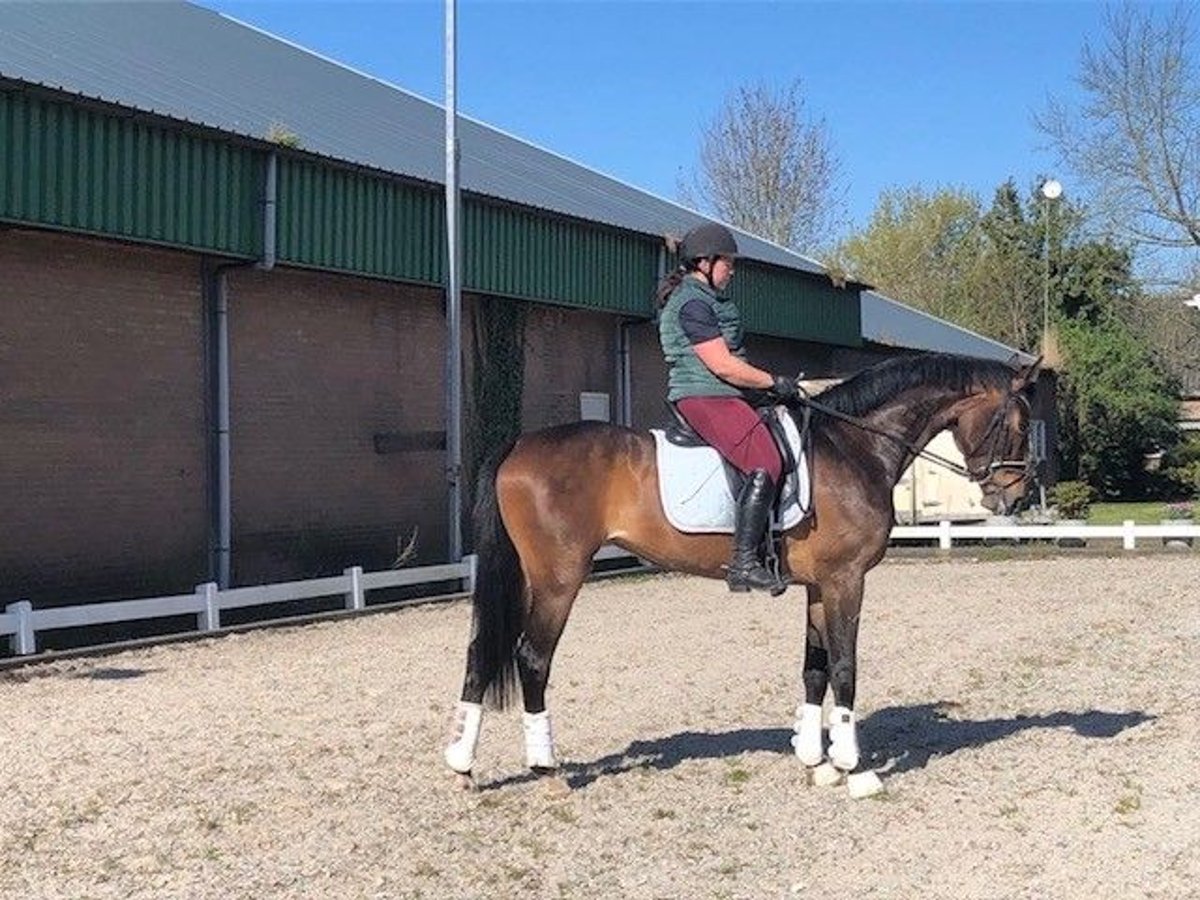 KWPN Giumenta 5 Anni 170 cm Baio in Swifterbant