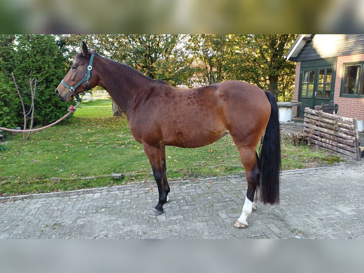 KWPN Giumenta 5 Anni 170 cm Baio in Hilvarenbeek