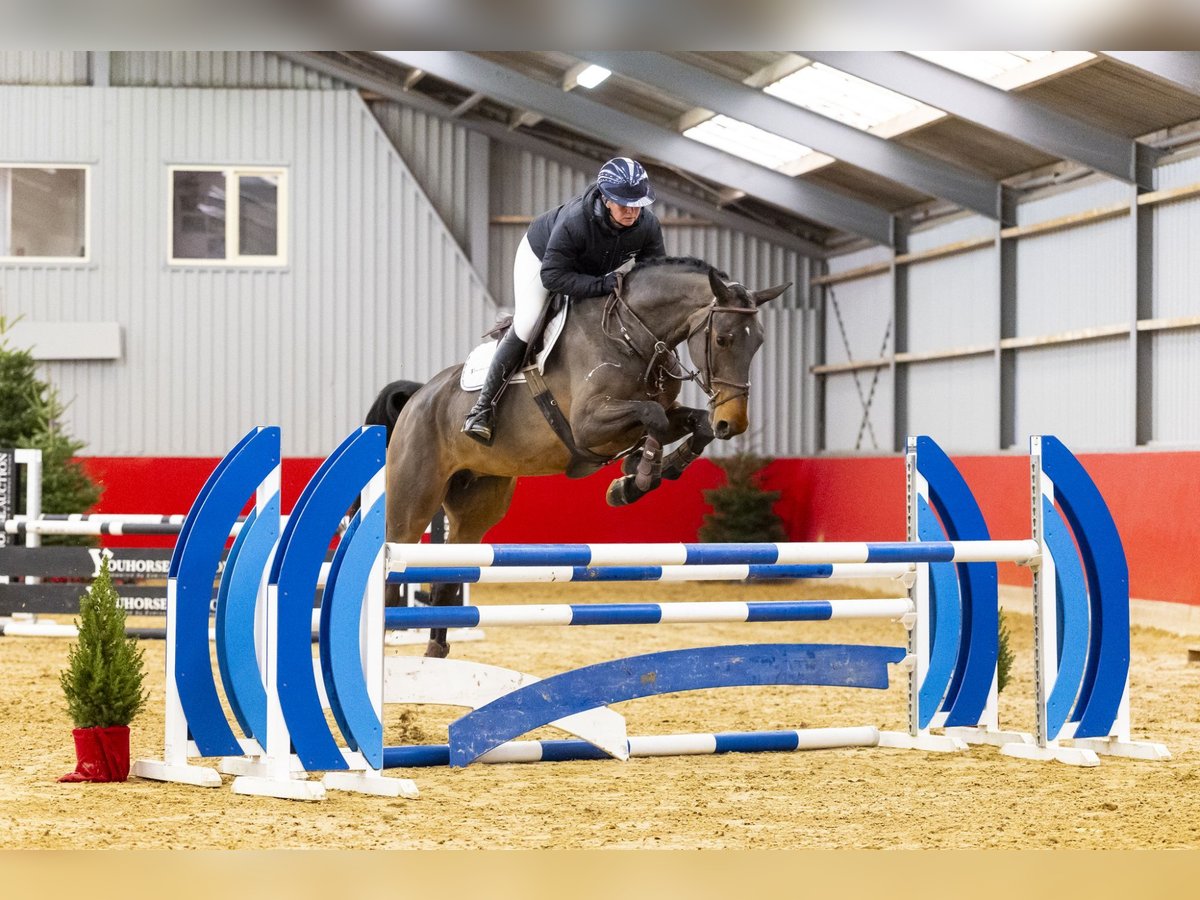 KWPN Giumenta 5 Anni 170 cm Baio in Waddinxveen