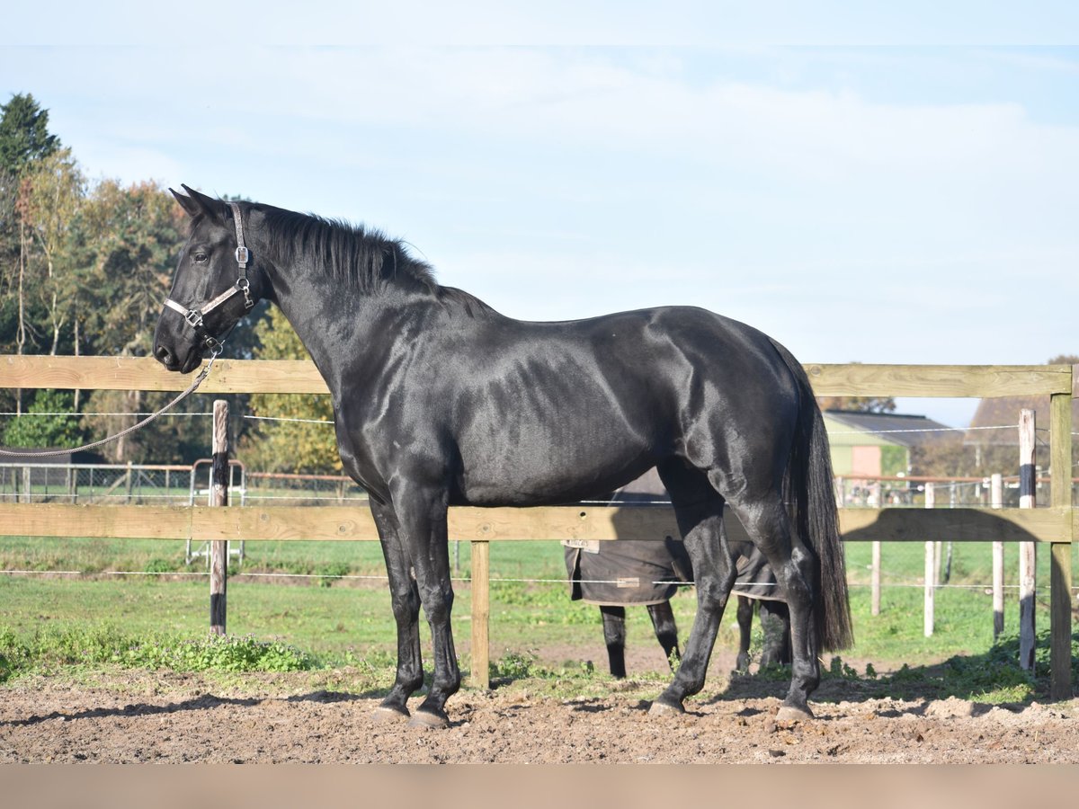 KWPN Giumenta 5 Anni 172 cm Morello in Achtmaal