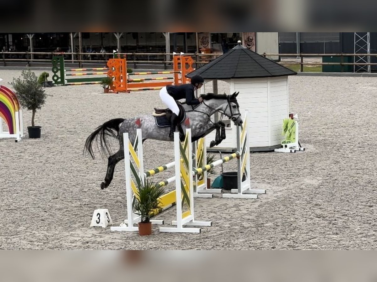 KWPN Giumenta 6 Anni 164 cm Grigio pezzato in Helmond