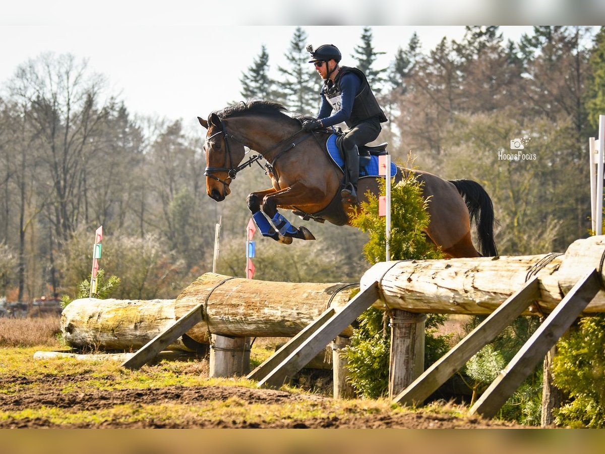 KWPN Giumenta 6 Anni 169 cm Baio in Wijk en Aalburg