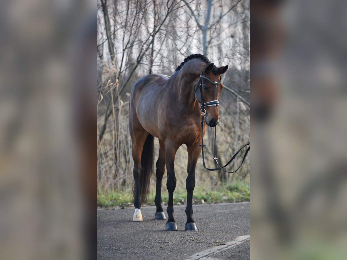 KWPN Giumenta 6 Anni 169 cm Baio ciliegia in Baracs