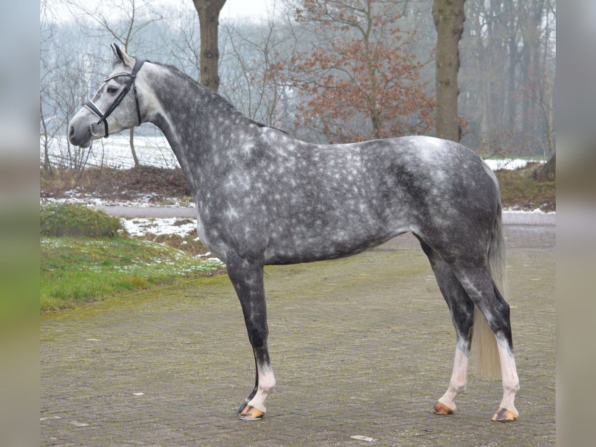 KWPN Giumenta 6 Anni 169 cm Grigio in Diever