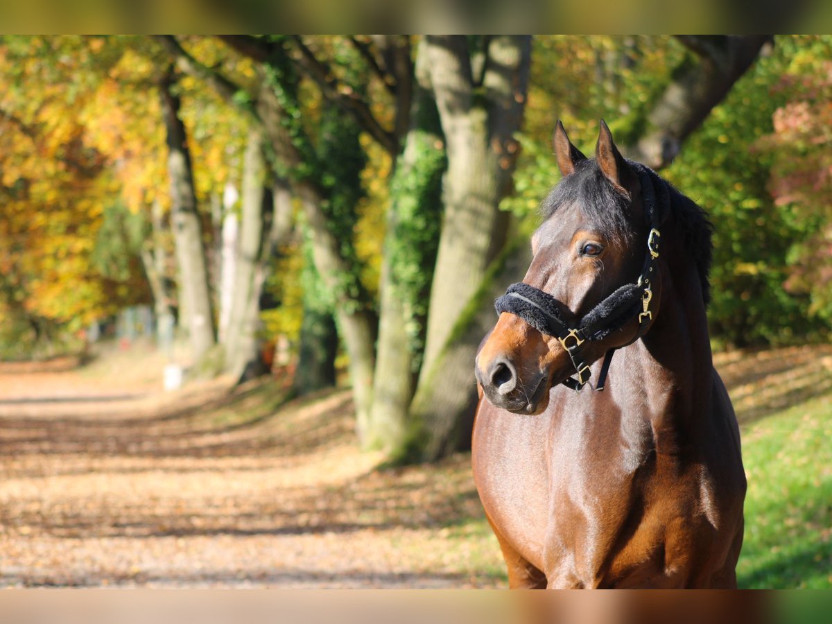 KWPN Giumenta 6 Anni 172 cm Baio scuro in Darmstadt