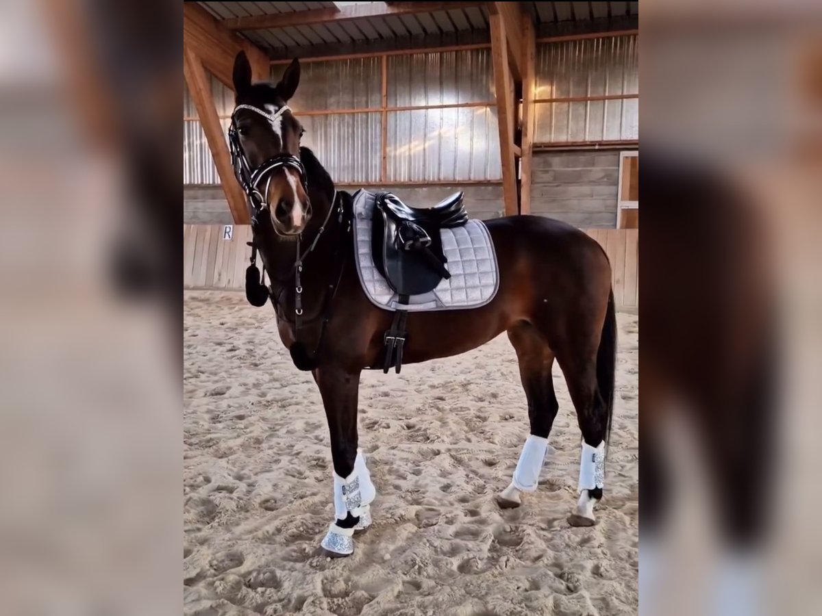 KWPN Giumenta 7 Anni 165 cm Baio scuro in Zuidoostbeemster