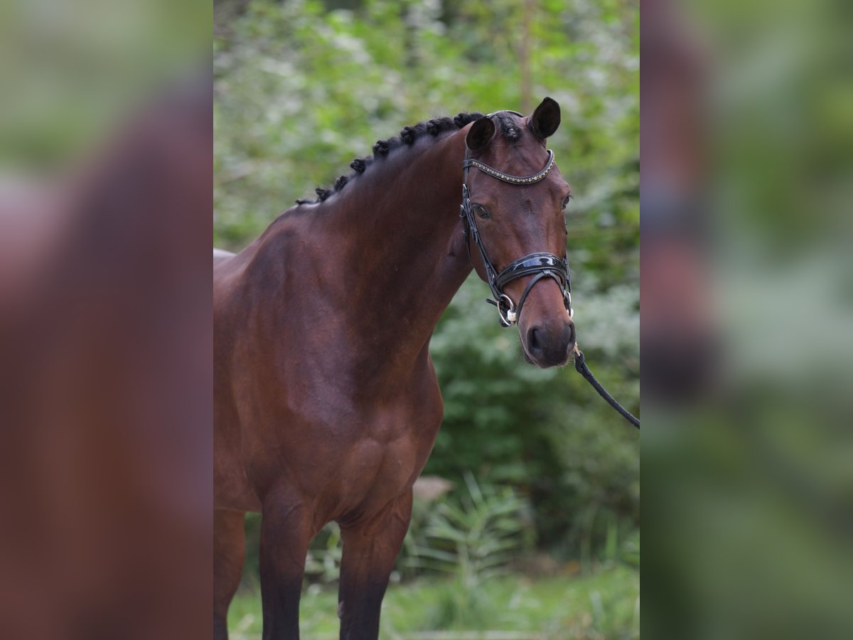 KWPN Giumenta 7 Anni 166 cm Baio in Ermelo