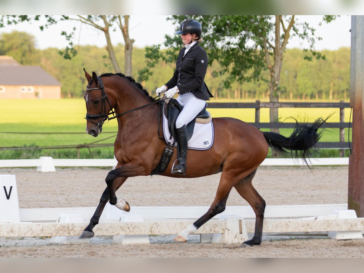 KWPN Giumenta 7 Anni 167 cm Baio in Amersfoort