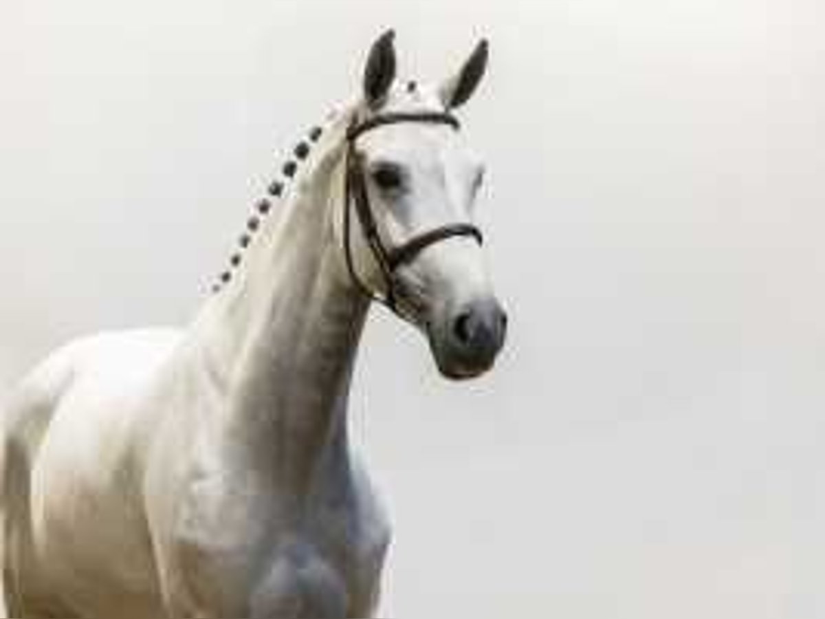 KWPN Giumenta 7 Anni 167 cm Grigio in Waddinxveen