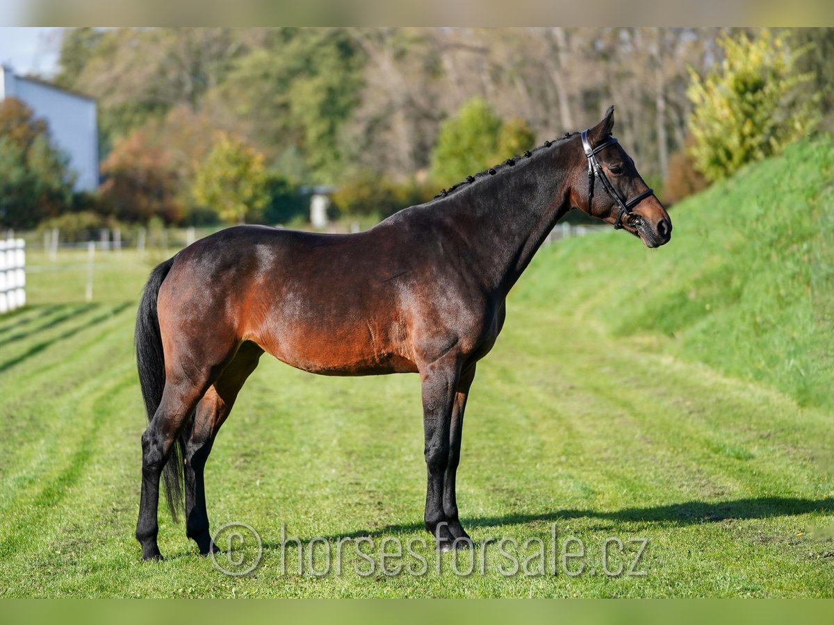 KWPN Giumenta 7 Anni 168 cm Baio scuro in Olomouc