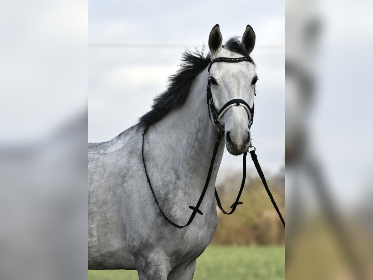 KWPN Giumenta 7 Anni 168 cm Grigio in Düren